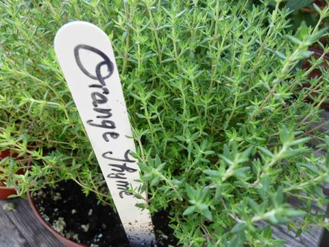 Orange Thyme 