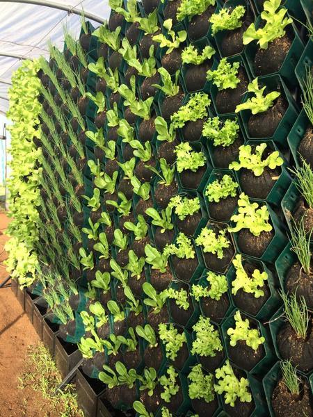 Growup vertical farming | GrowUp Green Wall