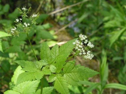 Wild flowers 