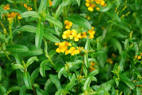 Mexican tarragon