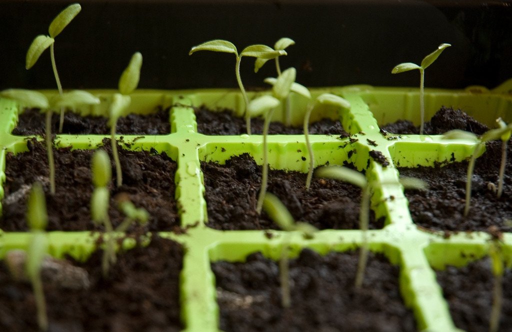 Growup vertical farming | seedling tray