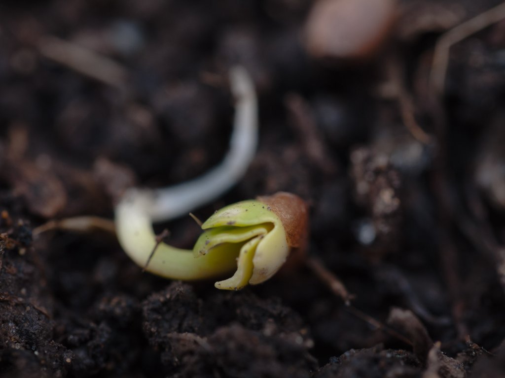 Growup vertical farming | radish seed sprouting through the soil